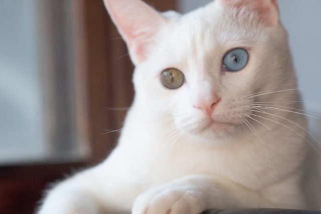 まるで宇宙 猫の目の色は７種類 ダイクロイックアイとは