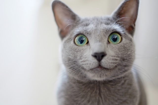 猫の目まるわかり 猫の眼球の大きさは人間とほぼ同じ