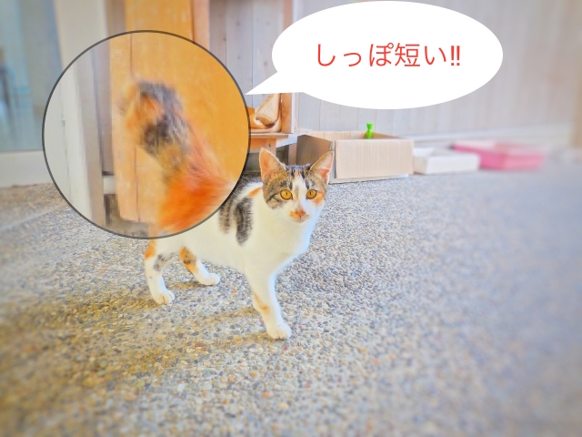 遺伝 猫のしっぽはなぜ短いのか 日本に多い理由とは