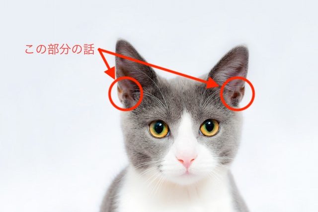 猫の不思議 なぜ猫の耳の根元には小さなポケットがついているのか
