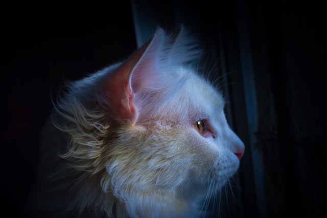 解説 猫の耳が赤い ときの原因と対処法