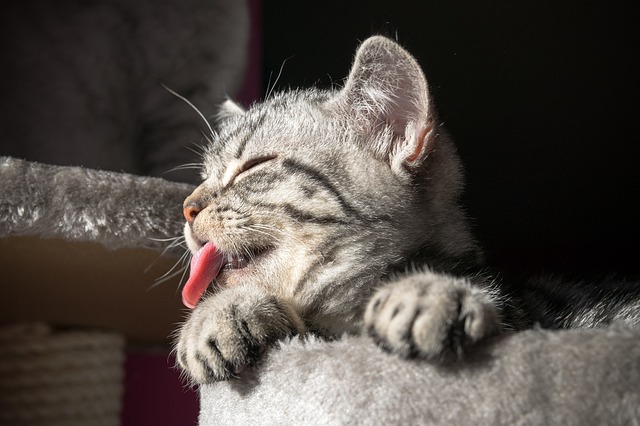 猫の舌が出てる４つの理由 病気のサインかも