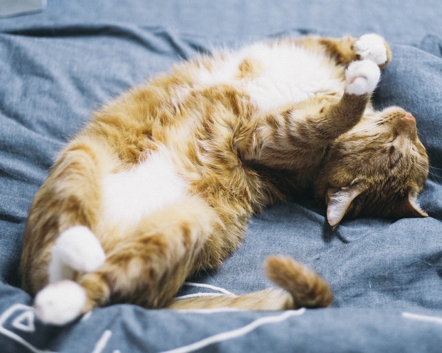 仰向け 寝る 猫 で 猫が仰向けで寝る意味とは？｜病気・威嚇・攻撃