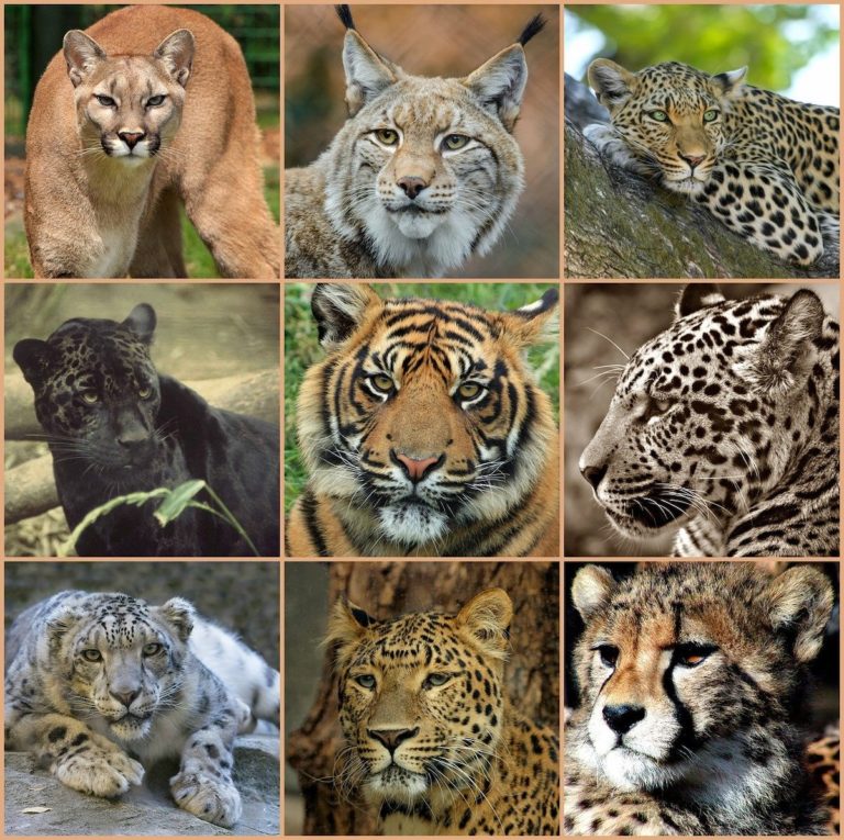 みんな大好き、猫の分類【方法によって3種類を紹介】