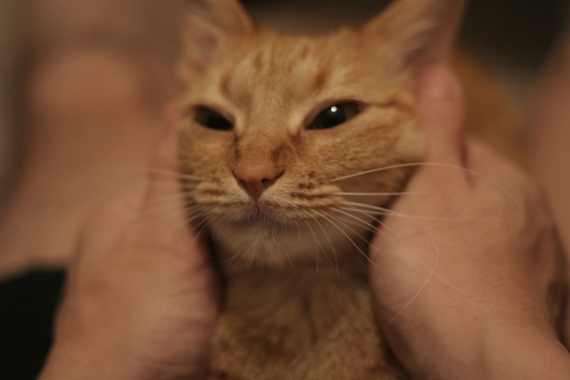 心配 猫がゴロゴロ鳴きながらよだれを垂らすって異常なの