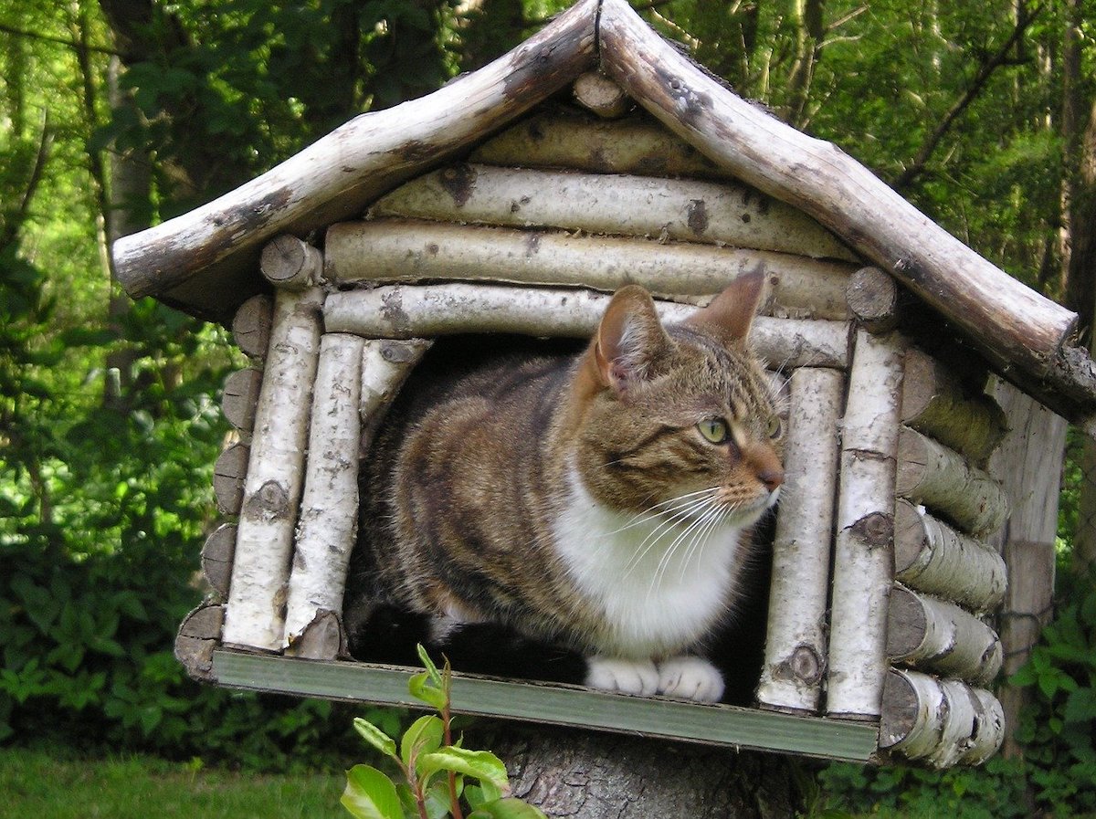 猫を１部屋に閉じ込めて留守番させると、ストレスになるのでしょうか？