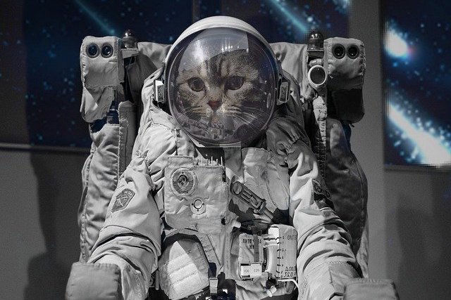宇宙猫 スペースキャット とは フリー背景素材を使って自作してみた