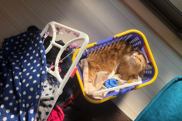 猫が洗濯物の上で寝て、毛だらけにするのはなぜ？